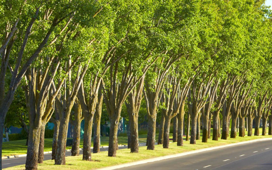 Tree-lined-road-at-napa-valley-corporate-drive