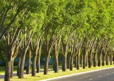 Tree-lined-road-at-napa-valley-corporate-drive