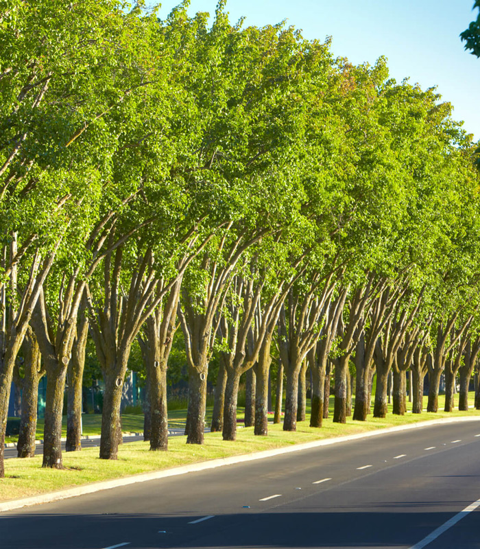 gallery-Tree-lined-road-napa-valley-corporate-drive